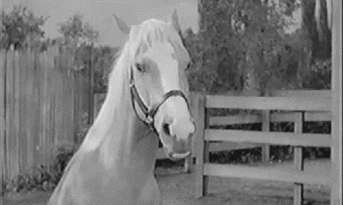 Black and White Horse Next to Fence