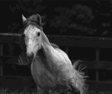 Black And White Horse Running GIF