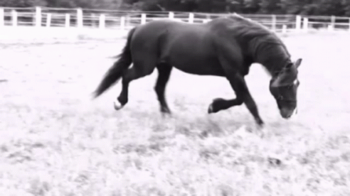 Black and White Horse Running Through Field