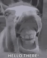 Black and White Horse Saying Hello