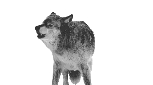 Black and White Howling Wolf