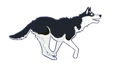Black and White Husky Running