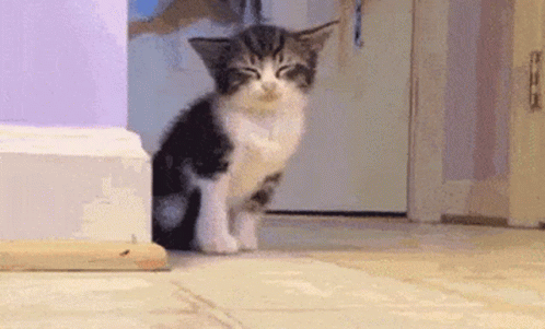 Black and White Kitten Sitting in Hallway