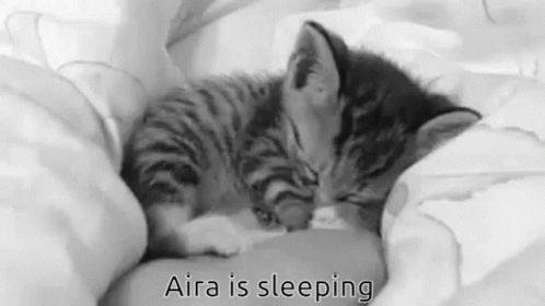 Black and White Kitten Sleeping Aira Is Sleeping