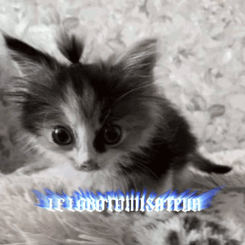 Black and White Kitten With Blue Flame Saying Le Lobotomisateur