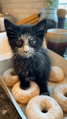 Black-and-White Kitten with Powdered Sugar by Donut Box