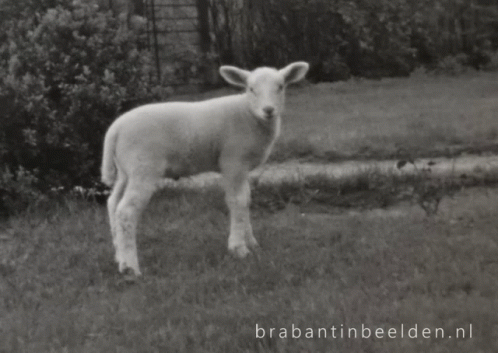 Black and White Lamb