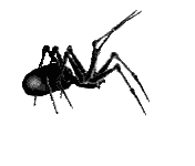 Black and White Large Ant