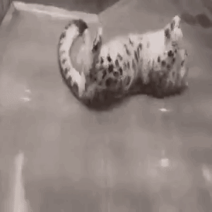 Black And White Leopard Lying On Back In Pool GIF
