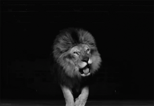 Black And White Lion Showing Sharp Teeth GIF