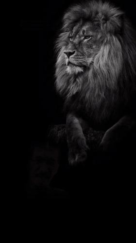 Black And White Man And Lion Singa Akan Pergi Ketika Ada Anjing Menggonggong GIF