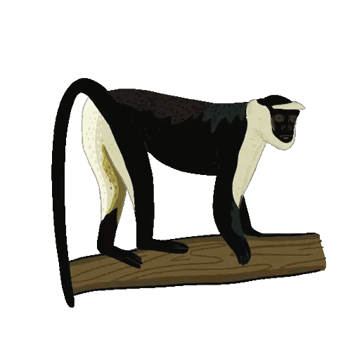 Black And White Monkey On Branch