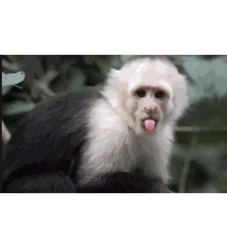 Black And White Monkey With Tongue Out