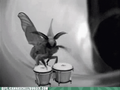 Black And White Moth Playing Bongos Gifs.icanhascheezburger.com GIF