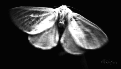Black And White Moth With 'Black Knit Groom GIF
