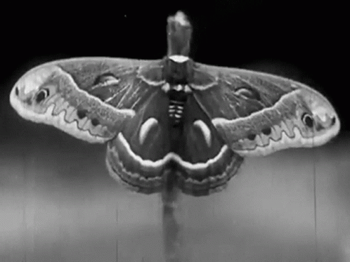 Black And White Moth With Wings Spread GIF
