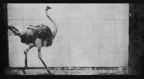 Black And White Ostrich Walking GIF