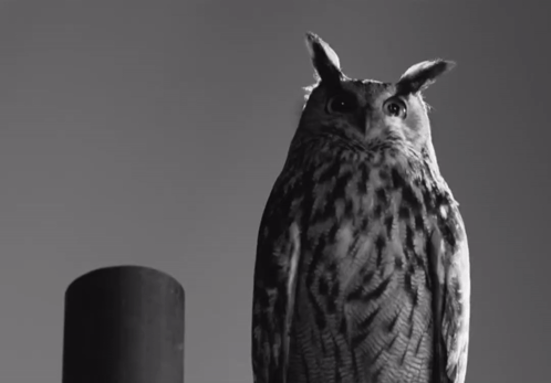 Black and White Owl Next to Black Cylinder