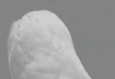 Black And White Owl OMG GIF