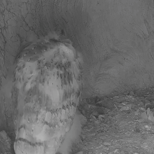 Black and White Owl With Mouse in Beak