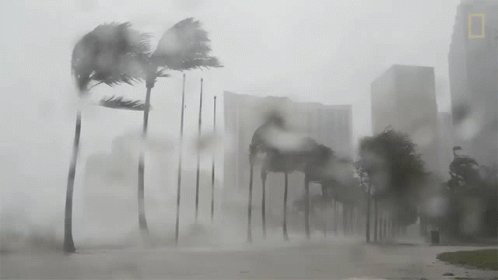 Black And White Palm Trees In Storm GIF