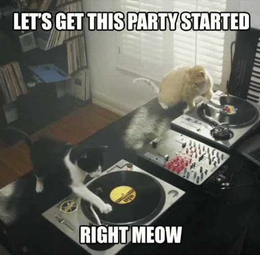 Black And White Party Cat Dance GIF