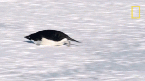 Black And White Penguin Walking Through Snow GIF