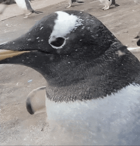 Black And White Penguin With Snow GIF