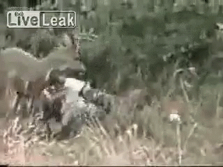 Black and White Person Laying in Grass Live Leak