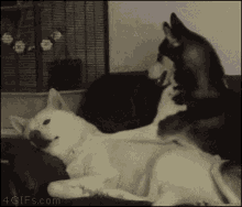 Black And White Photo Of Dog And Cat GIF