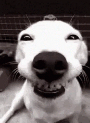 Black and White Photo of Smiling Dog With Mouth Open
