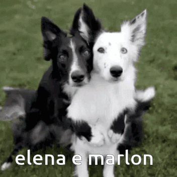 Black and White Photo of Two Dogs Hugging Elena e Marlon