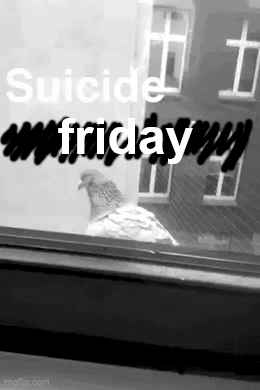 Black and White Pigeon in Front of Window