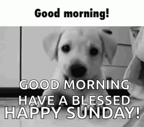 Black and White Puppy Good Morning!
