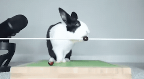 Black And White Rabbit Jumping GIF