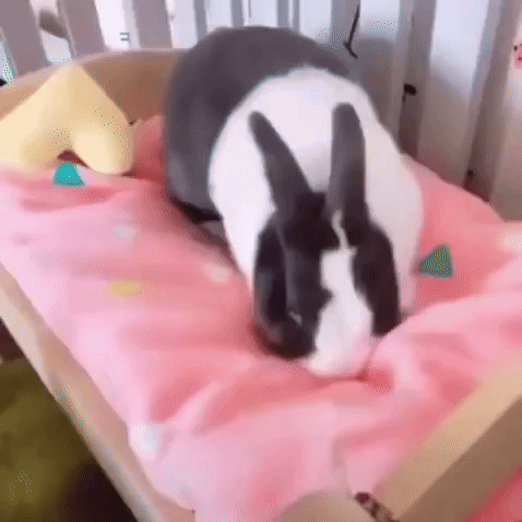 Black and White Rabbit Lying in Crib