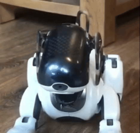 Black and White Robot Dog Sitting
