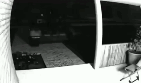 Black And White Room With Potted Plant GIF