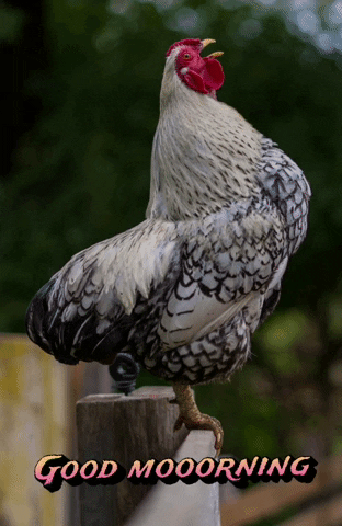 Black And White Rooster Crowing GIF