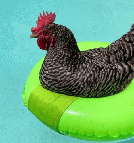 Black and White Rooster on Green Float