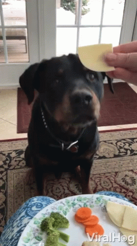 Black and White Rottweiler Puppy Lying on Hind Legs