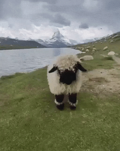 Black and White Sheep in Grassy Field Near Lake