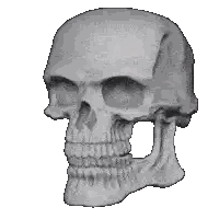 Black and White Skull Drawing