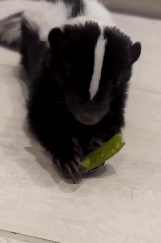 Black and White Skunk Eating Cucumber