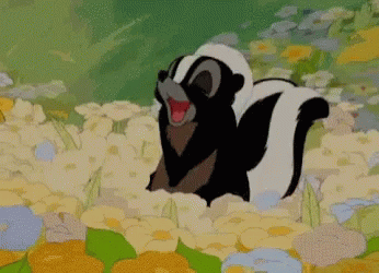 Black and White Skunk in Flower Field