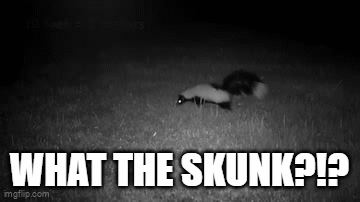 Black and White Skunk in Grass Saying What the Skunk