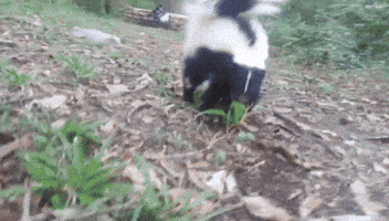Black and White Skunk on Pile of Leaves