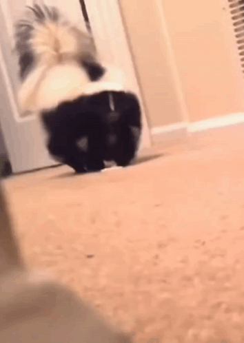 Black and White Skunk Standing