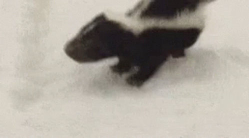 Black and White Skunk Walking Snow