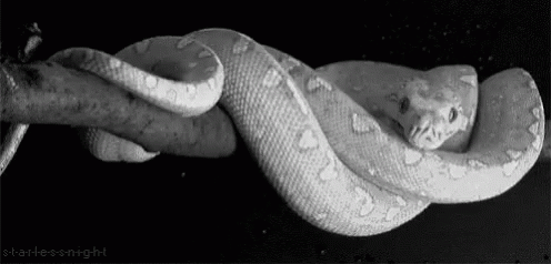 Black And White Snake Curled Up On Branch GIF